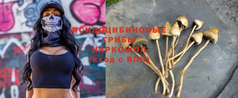 Псилоцибиновые грибы Psilocybe  Никольск 